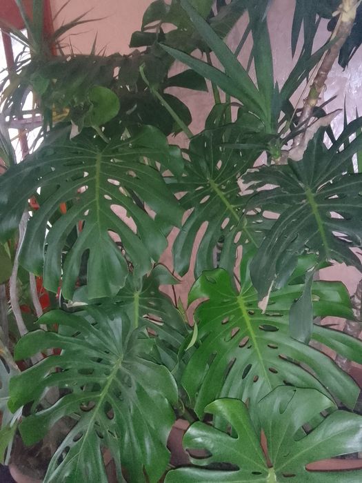 Продам кімнатні рослини,які добре підійдуть для офісу та будинку