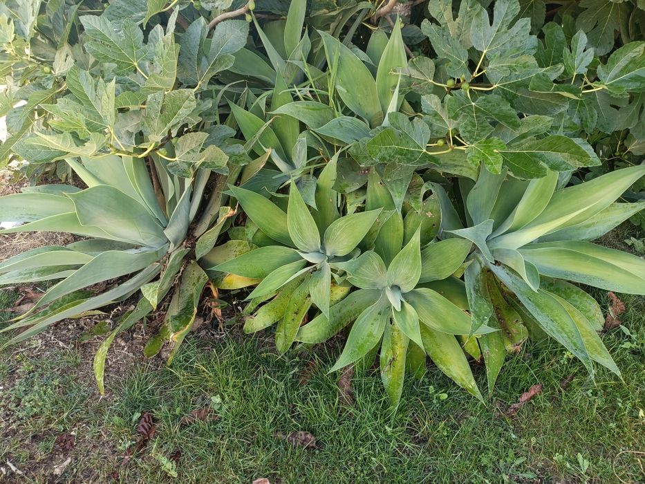 Agaves attenuata