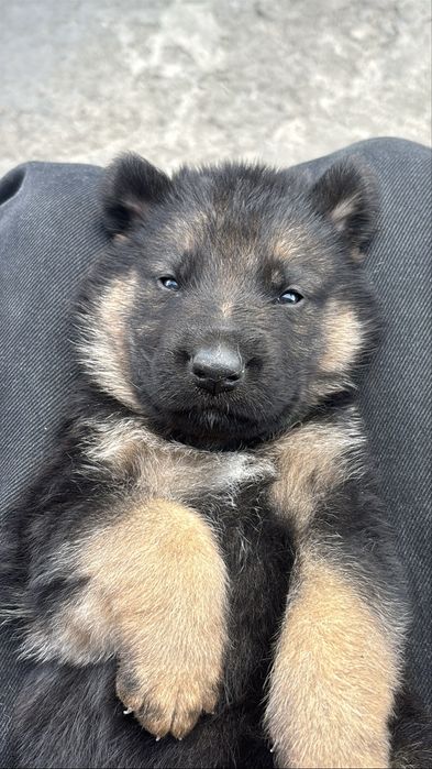 Цуценя німецької овчарки
