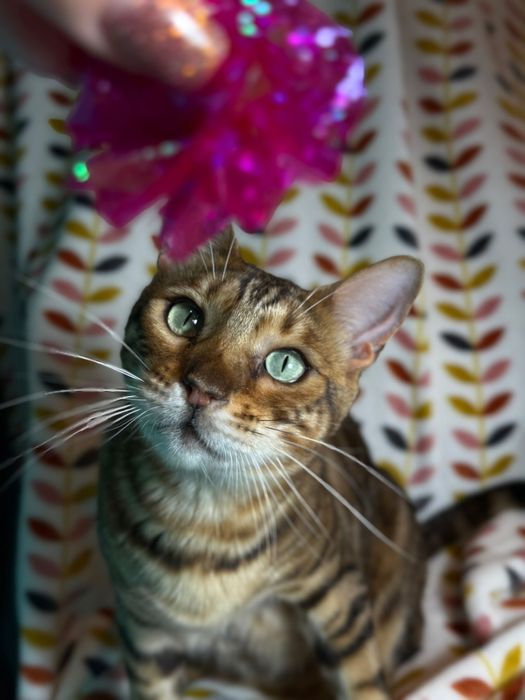 Bengal i Szarusia do adopcji wspolnej szukaja domu