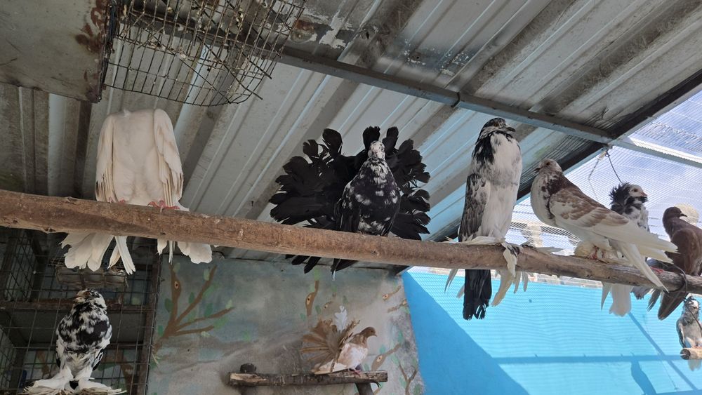 Pombas rabo de leque duplo