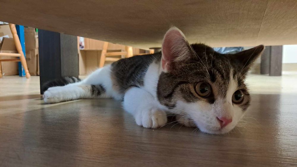 Fabio, po kastracji, kocurek 7-8 miesiecy