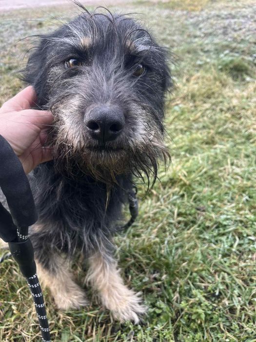 Florka sunia do adopcji