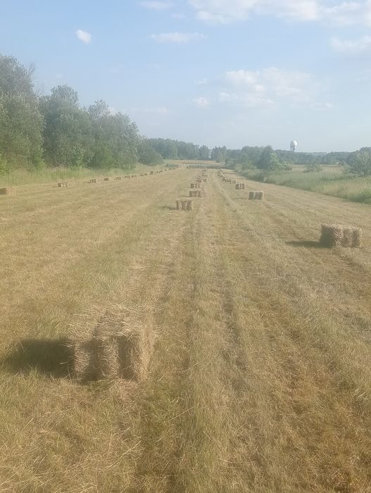 Siano w kostkach dobrej jakości 2026