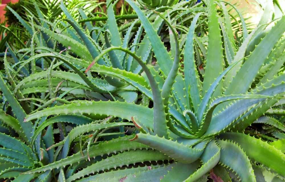 Aloe vera plantas ou babosa
