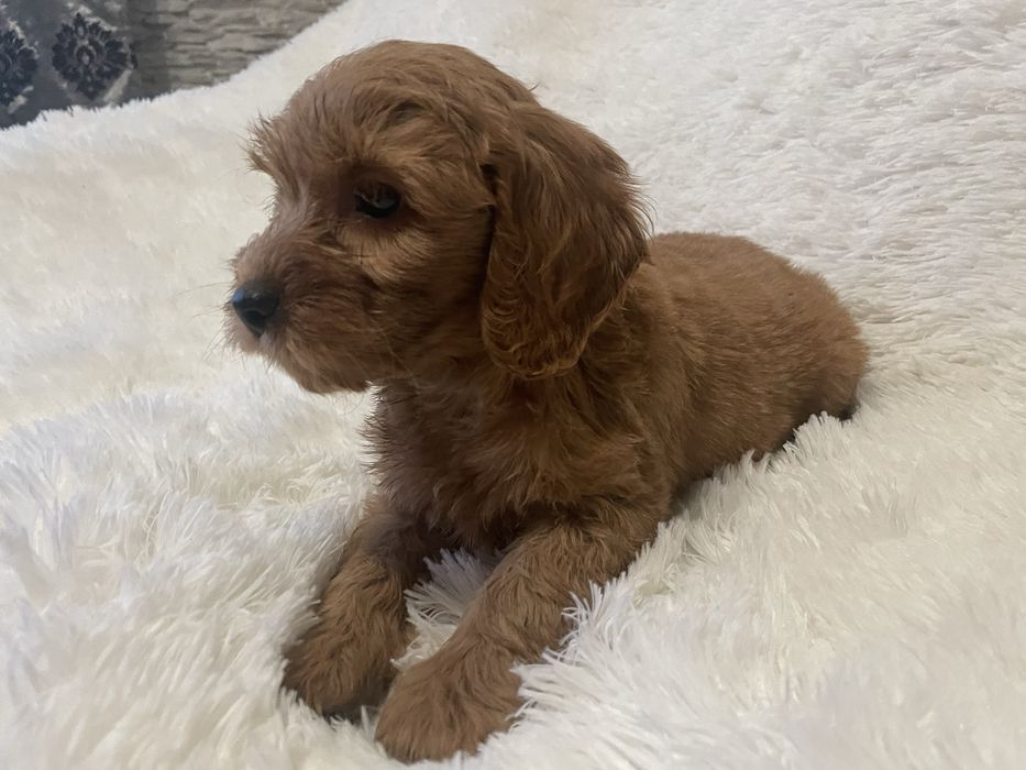 Cockapoo szczeniaki