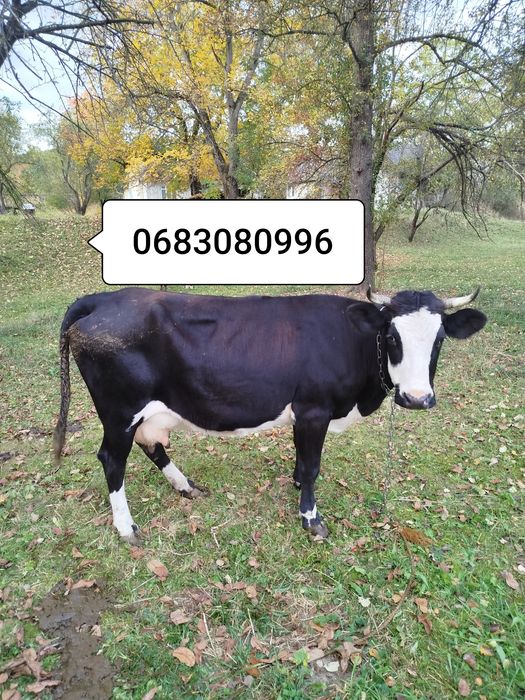 продам молочну  чорнушка