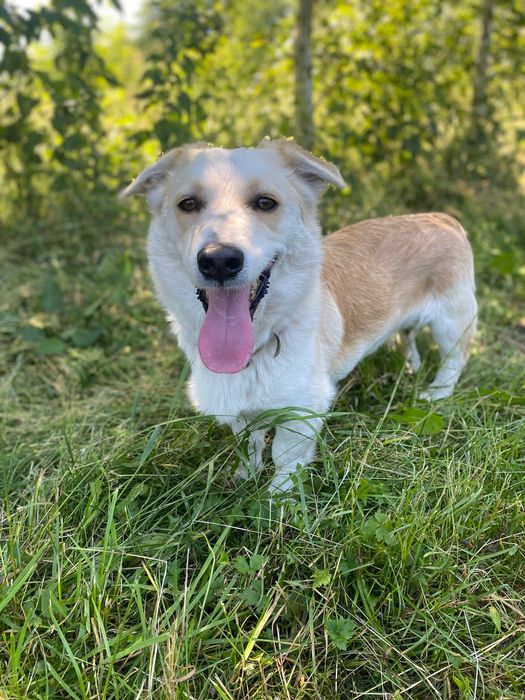 Maestro uroczy psiak do adopcji