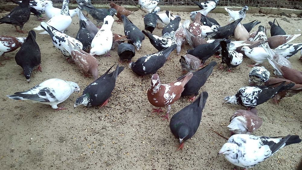 Gołębie pocztowe młode