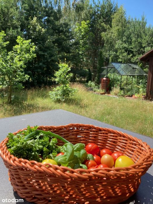 Domek całoroczny ,rekreacyjny, 64 m², 250 m od jeziora Urszulewskiego.