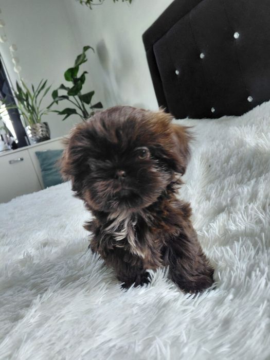 Śliczna czekoladowa sunia Shih tzu