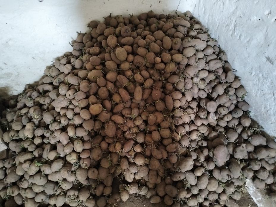 Продам дрібну картоплю