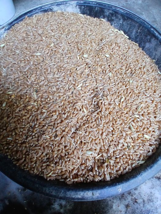 Пшеницю продам,врожай 2025