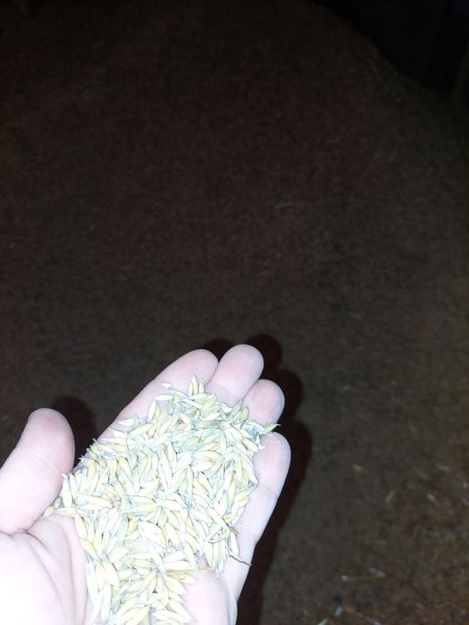 Sprzedam owies bingo