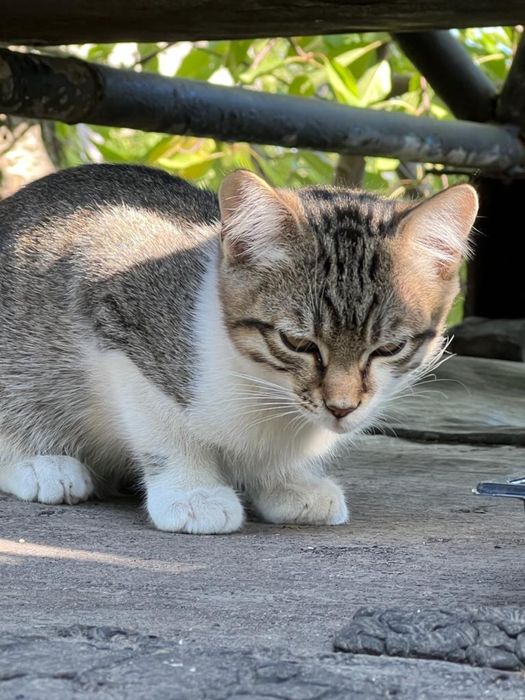 Киця і три малюка шукають дім