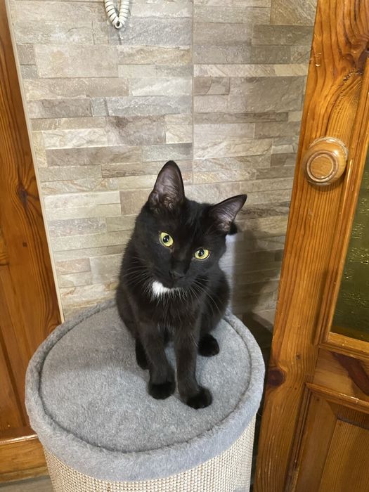 Ласковая стерилизованная малышка ищет заботливых хозяев