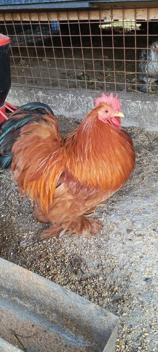 Kochin miniaturka czerwony