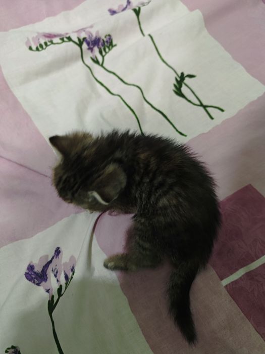 Котик в добрі руки