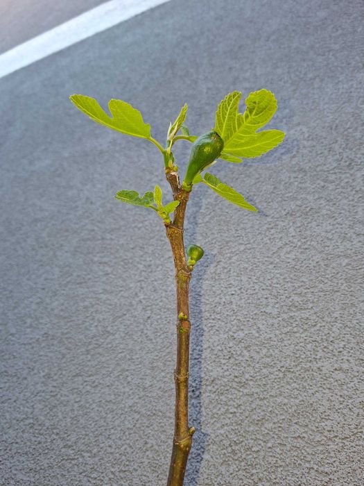 Drzewka figowe z owocami, Ficus carica