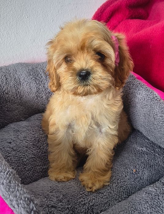cocapoo,cocker spaniel amerykański,coca poo amerykański SUCZKA