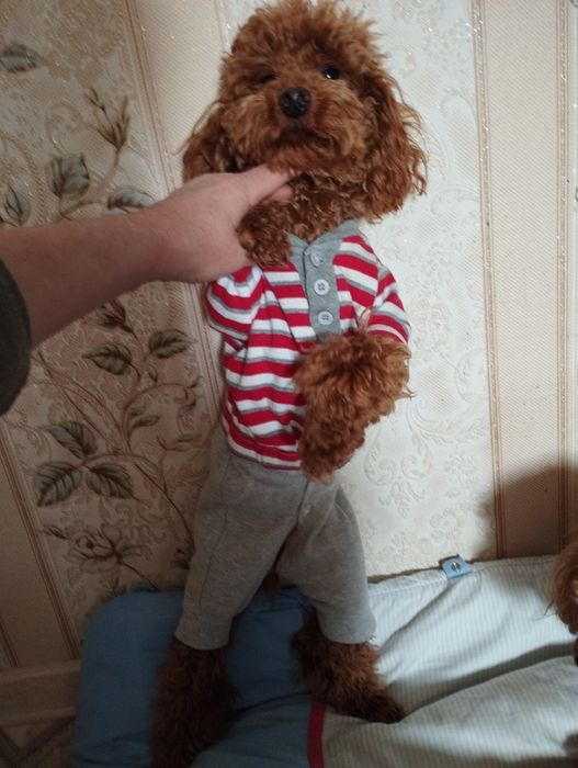 Дівчинка  той пудель  .Гарна ,ніжна.