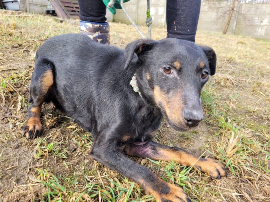 KOLA - mimo strachu, łagodna i cicha