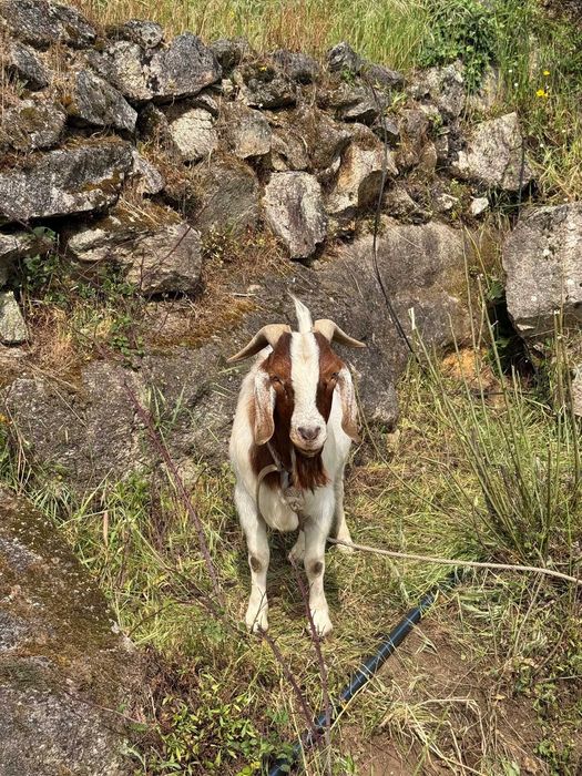 CHIBO  Boer Puro