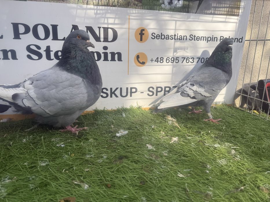 Gołębie. Ryś. Rysie. Możliwy transport