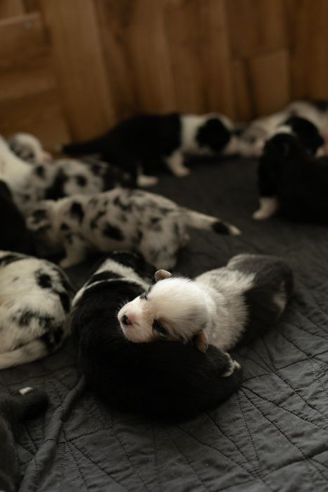 Коргі кардиган