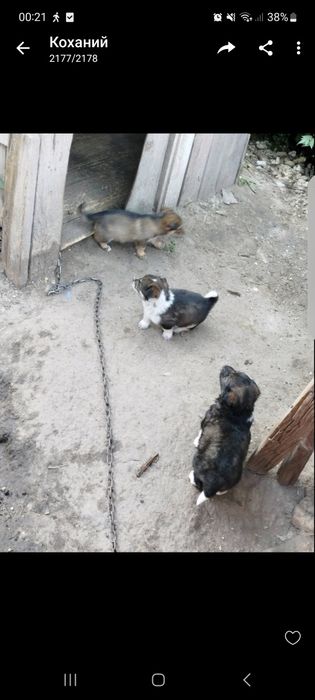 Домашні улюбленці