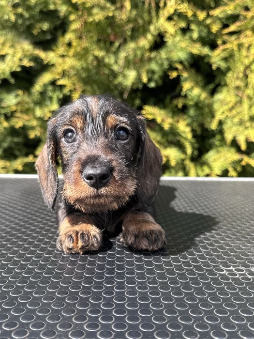 Jamnik szorstkowłosy miniaturowy piesek ZKwP FCI