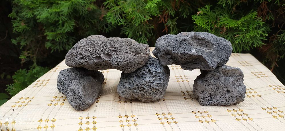 Lawa czarna do akwarium-5 szt ,5-10 cm wielkość