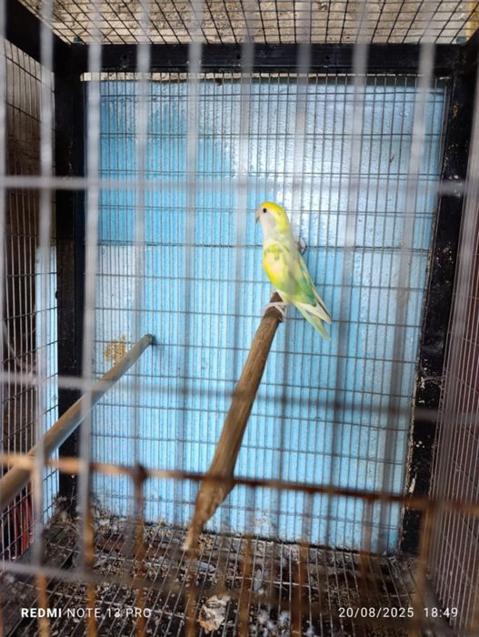 Agapone lima e gaiola