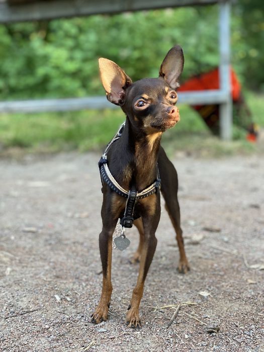 Вязка той терьер