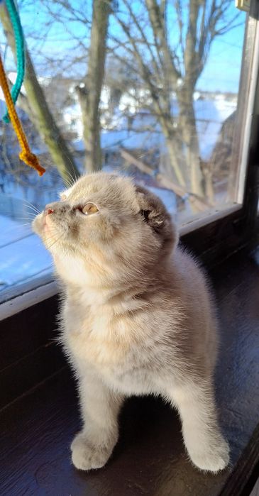 Кошенята вісловушки