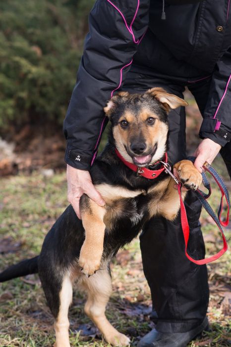 АЛЬФ- Цуценя хлопчик в пошуках родини