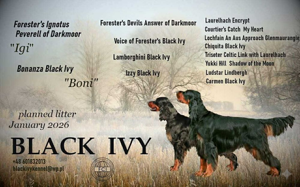 Seter Szkocki Gordon suczka