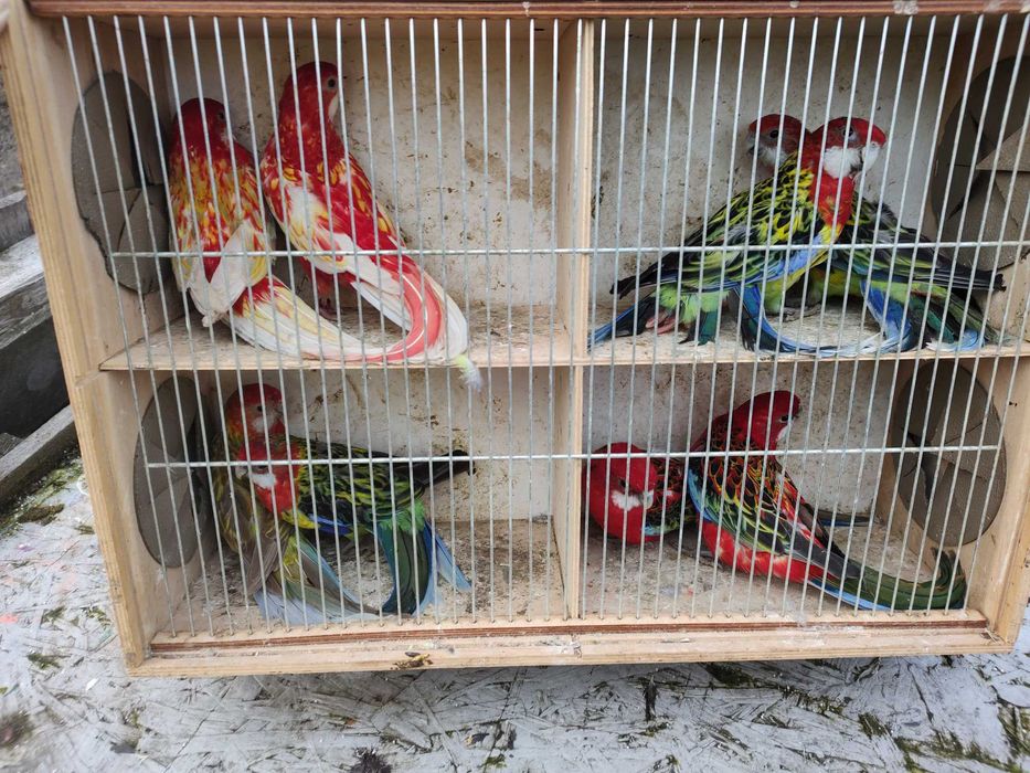 Papugi z 2025 roku różne kolory