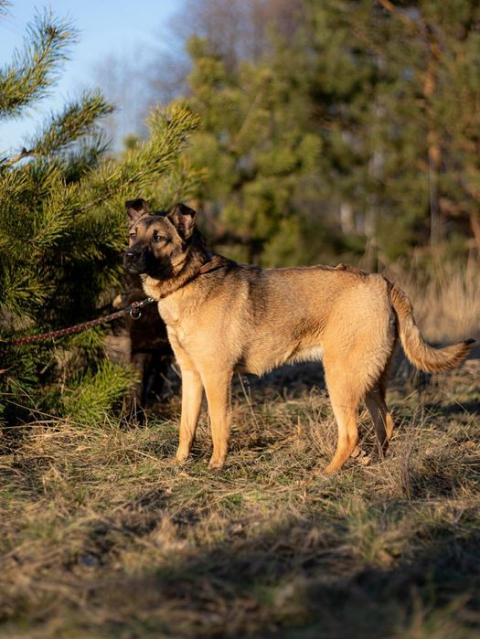 Roczna,  wysterylizowana suczka