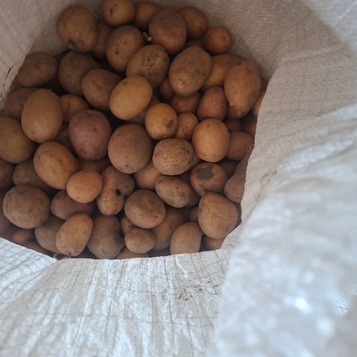 Продам дрібну картоплю