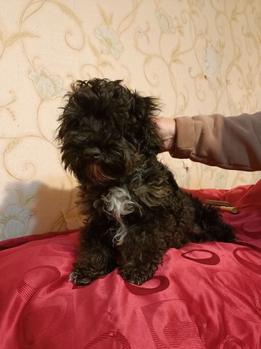 Мальтипу мальчик F2