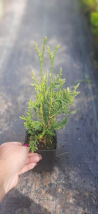 Туї в асортименті