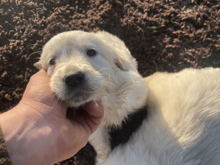 Szczeniak Golden Retriever