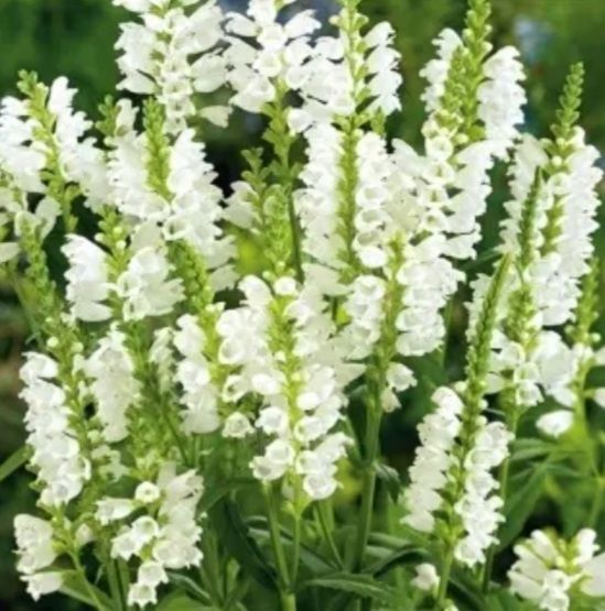 Rudbiega kwitnąca na żółto