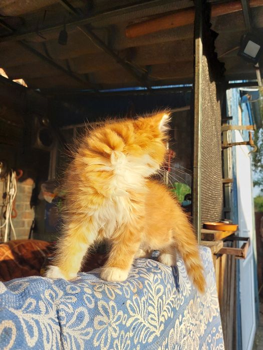 Котики мейн куни Суми