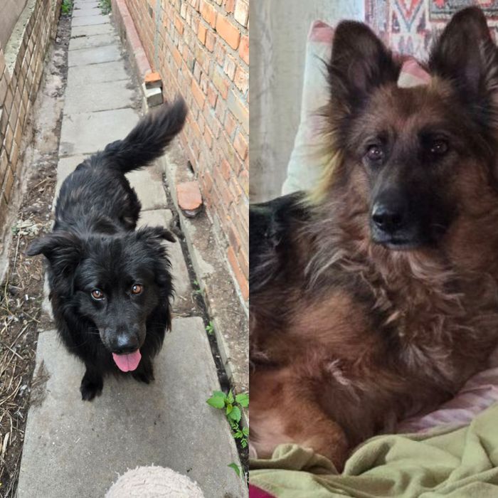 СРОЧНО ‼️‼️‼️ 5 щенят ищут дом