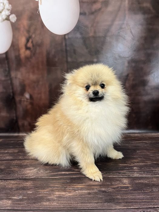 Хлопчик померанський шпіц 2 кг