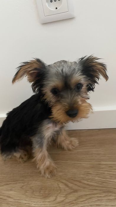 Yorkshire 3 meses macho