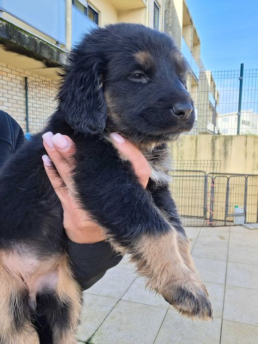 Pastor alemao × cocker spaniel Póvoa De Varzim, Beiriz E Argivai • OLX.pt