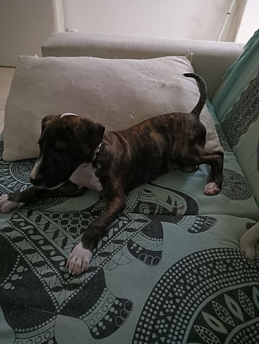 Bull terrier 2 meses (reservado)